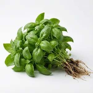 Organic Fresh Basil 1oz